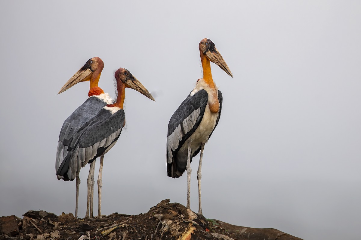 Greater Adjutant - ML643990314