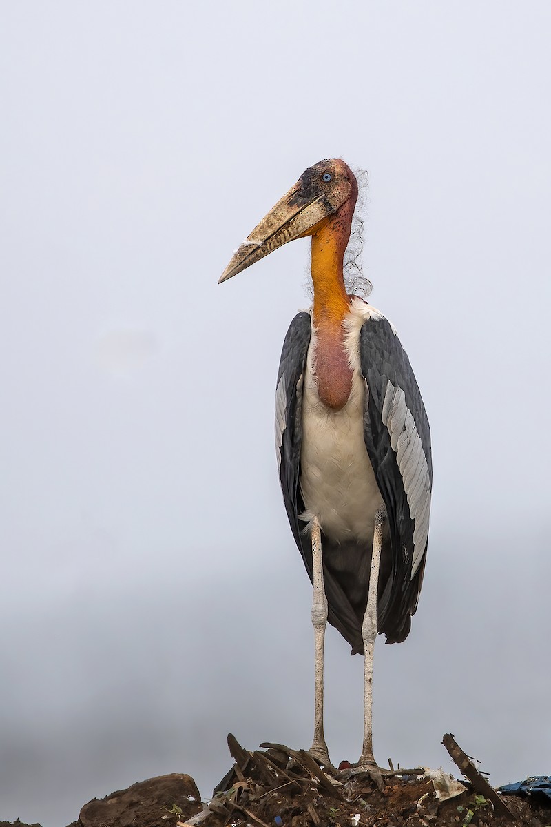 Greater Adjutant - ML643990315