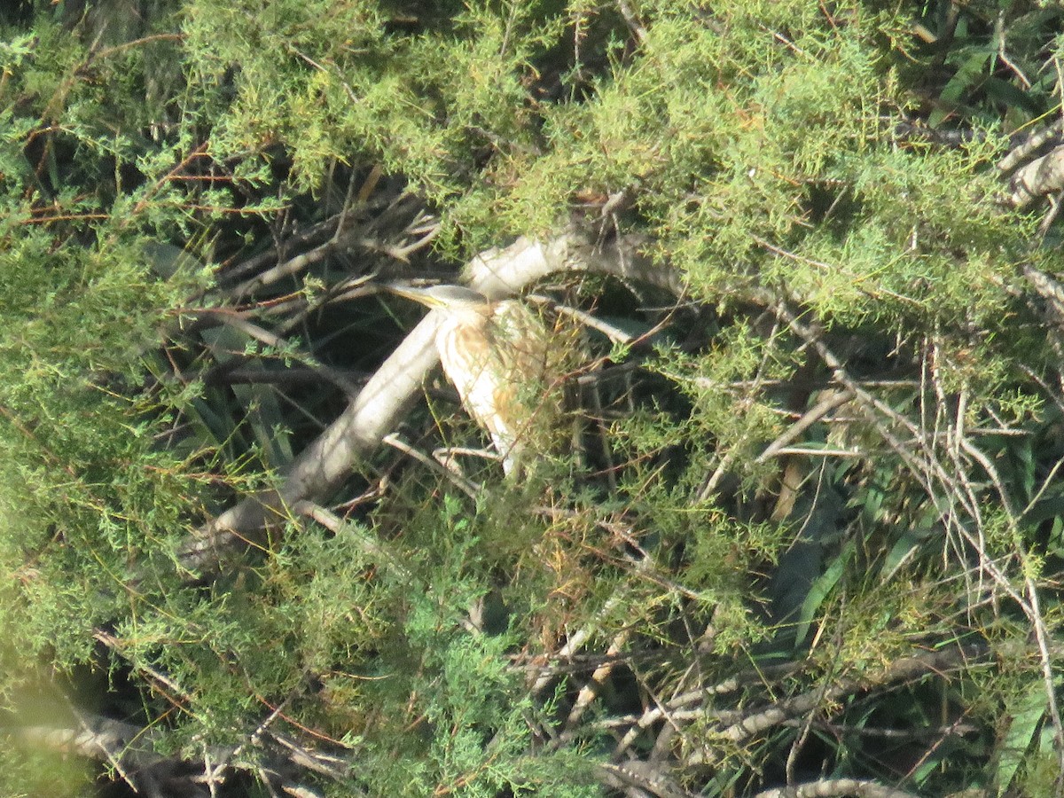 Little Bittern - ML643990321