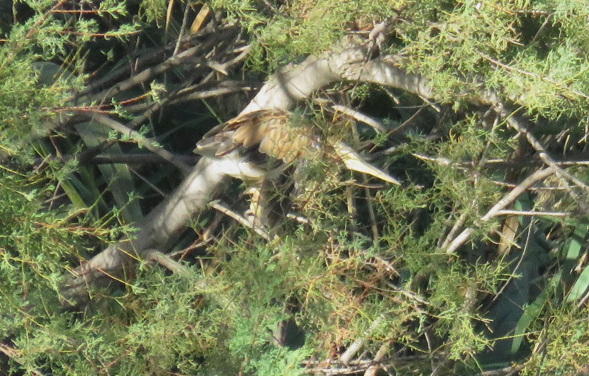 Little Bittern - ML643990324