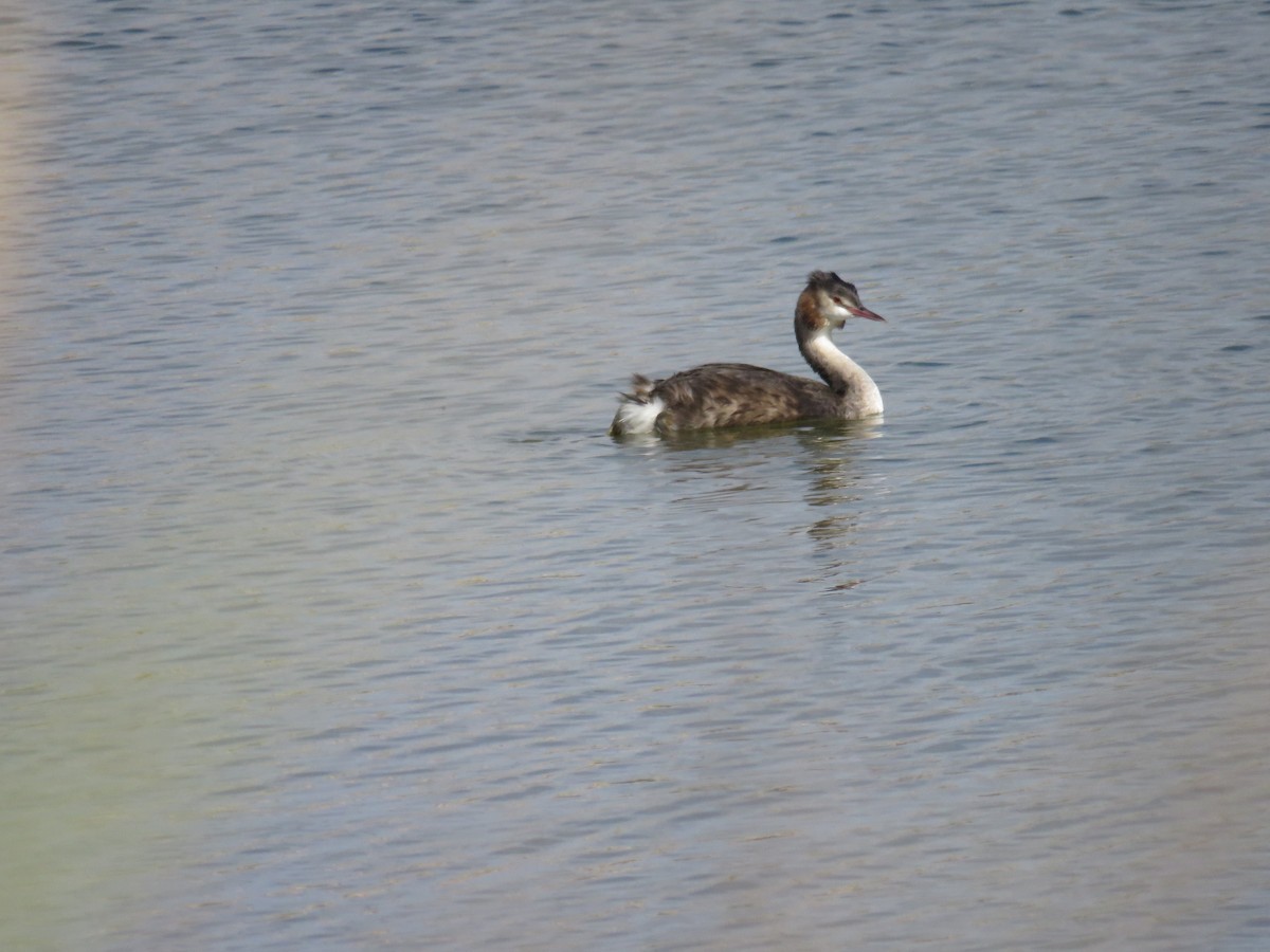 カンムリカイツブリ - ML643990327