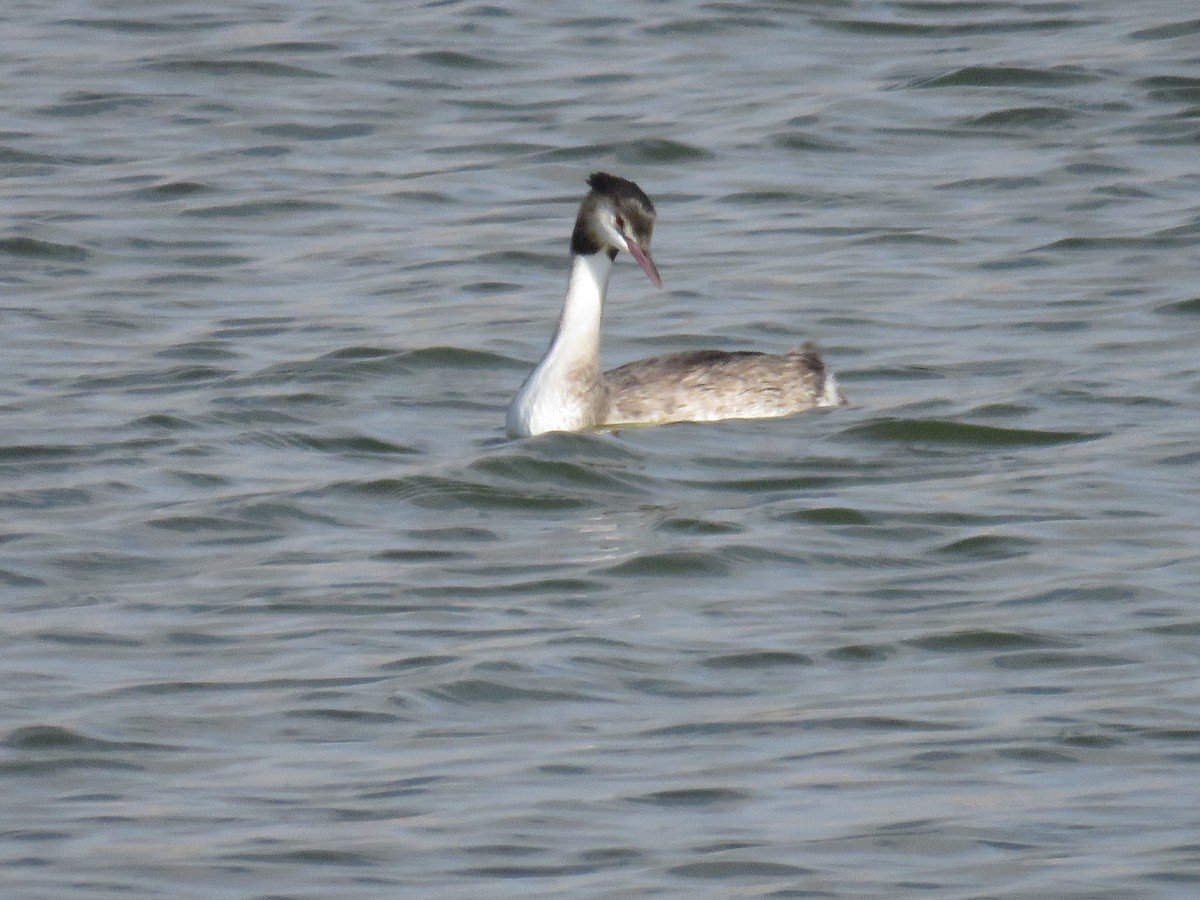 カンムリカイツブリ - ML643990328