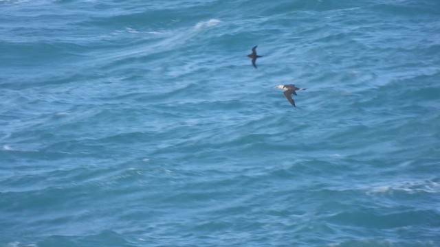 Gabai iluna - ML643990333