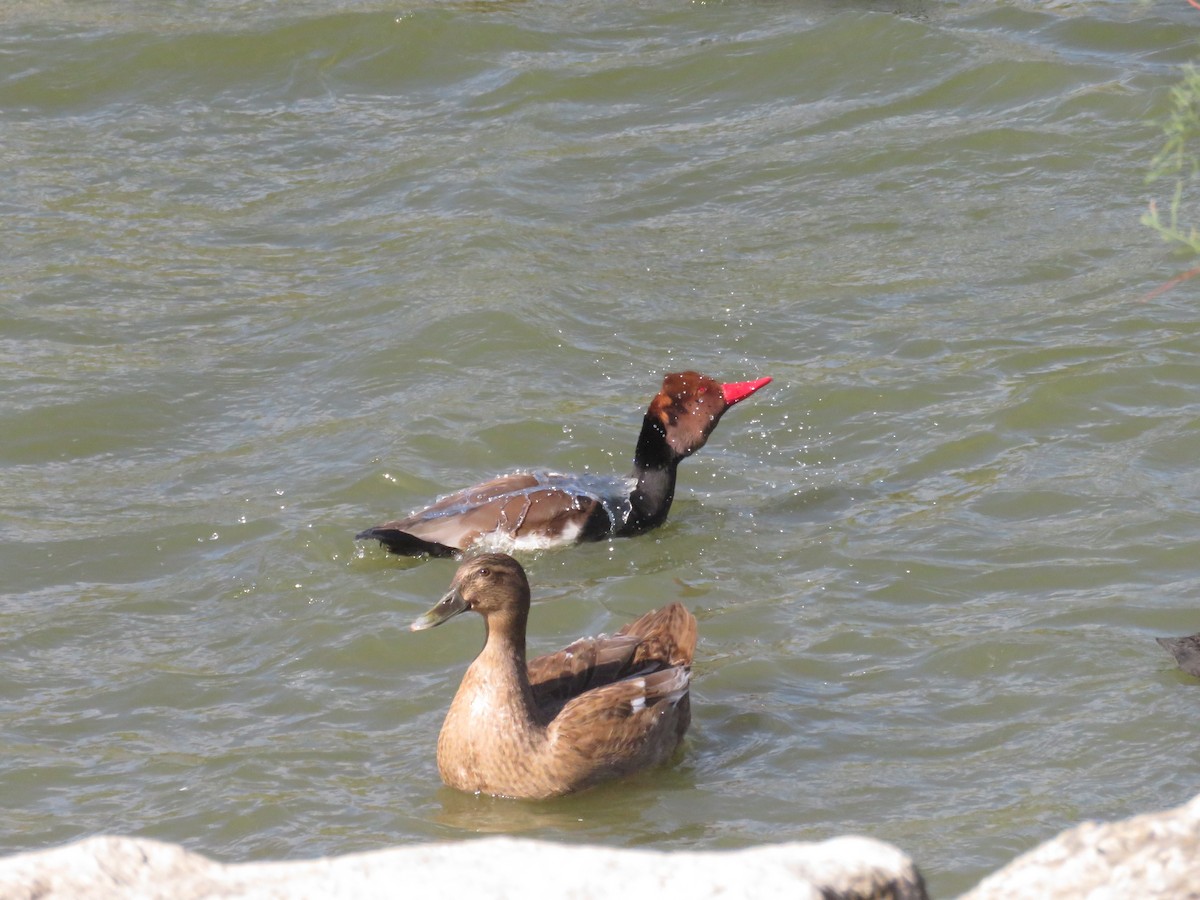 アカハシハジロ - ML643990336