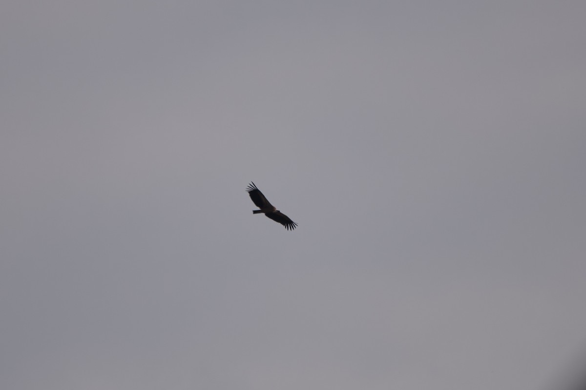 Eurasian Griffon - ML643990339