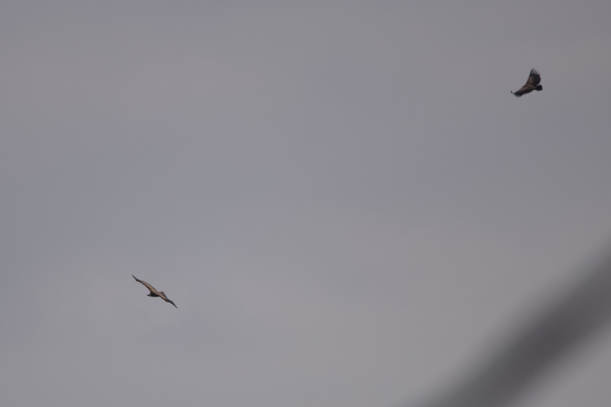 Eurasian Griffon - ML643990340