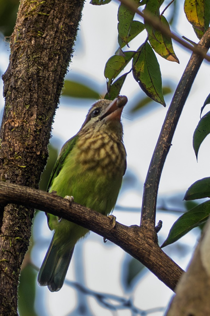 White-cheeked Barbet - ML643990386