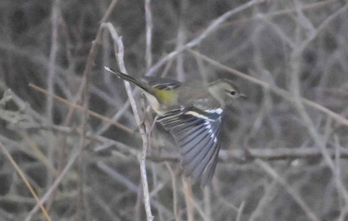 Дуулгат бужирга - ML643990417