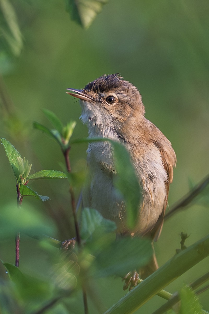 Paddyfield Warbler - ML643990420