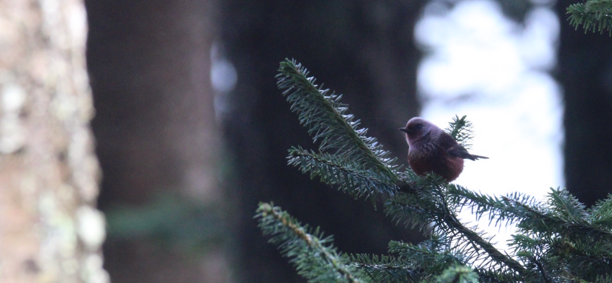 rosenparula - ML643990443