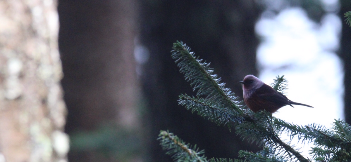 rosenparula - ML643990444