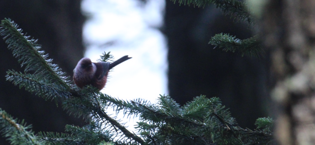 rosenparula - ML643990445