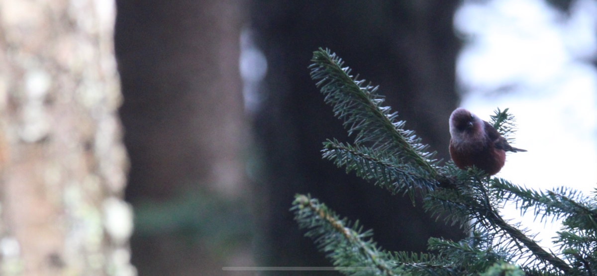 rosenparula - ML643990446