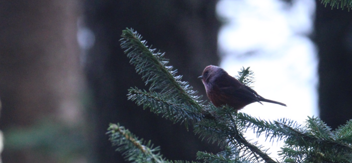 rosenparula - ML643990447