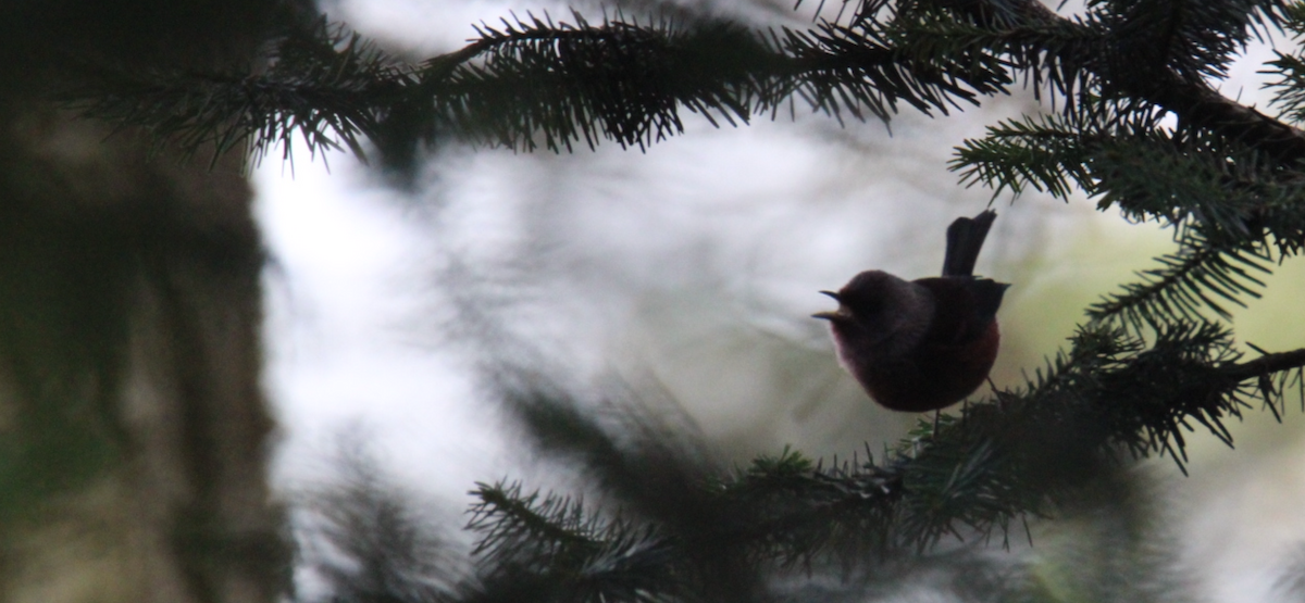 rosenparula - ML643990448