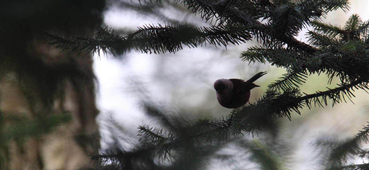 rosenparula - ML643990449