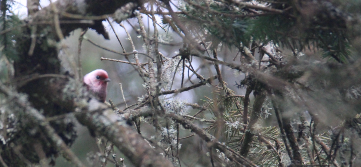 rosenparula - ML643990450