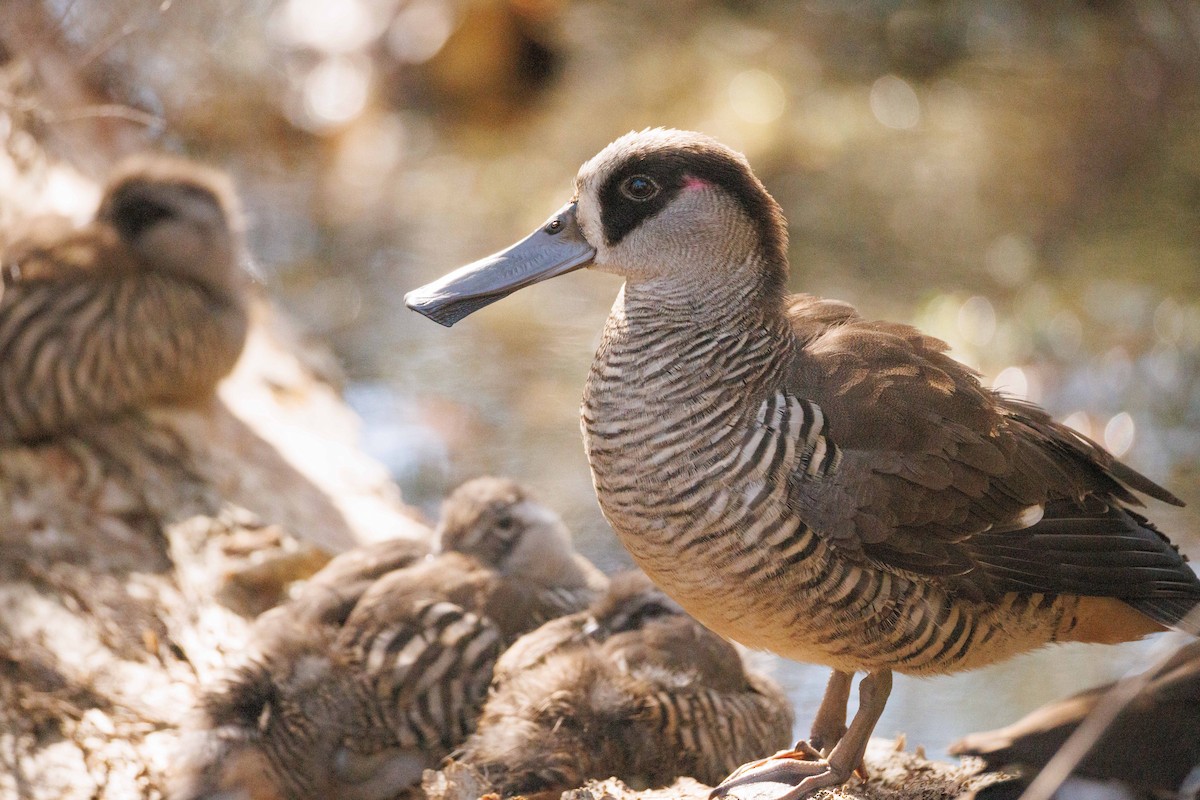 leppeand - ML643990464