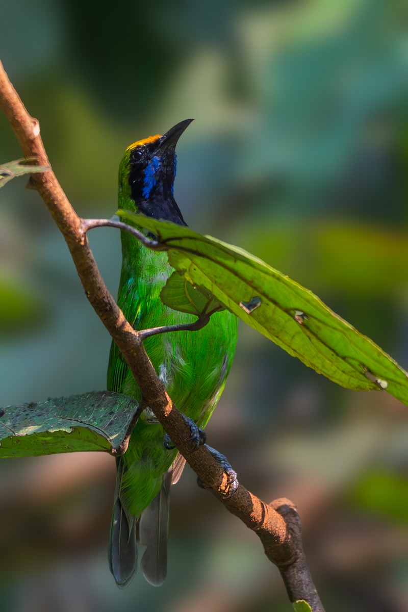 Golden-fronted Leafbird - ML643990465