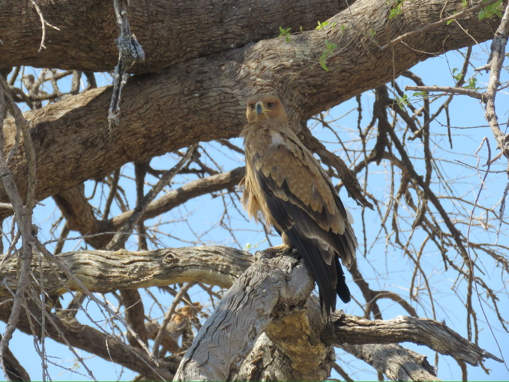 Tawny Eagle - ML643990472