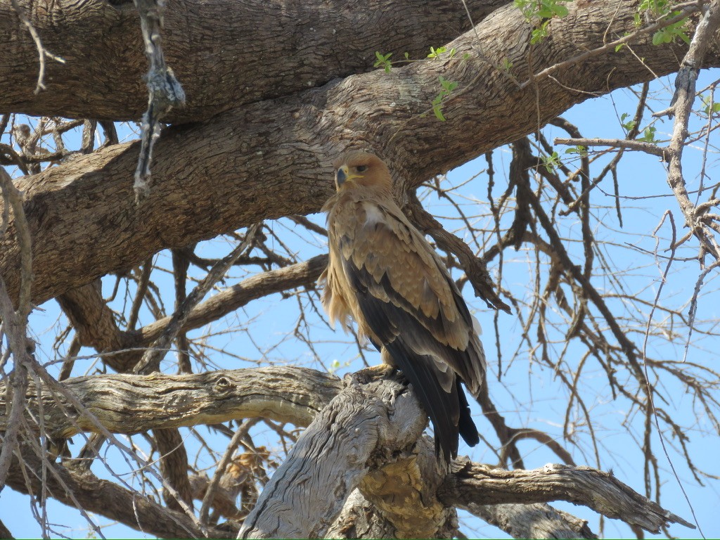 Tawny Eagle - ML643990473