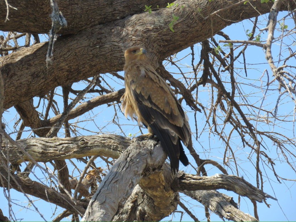Tawny Eagle - ML643990474