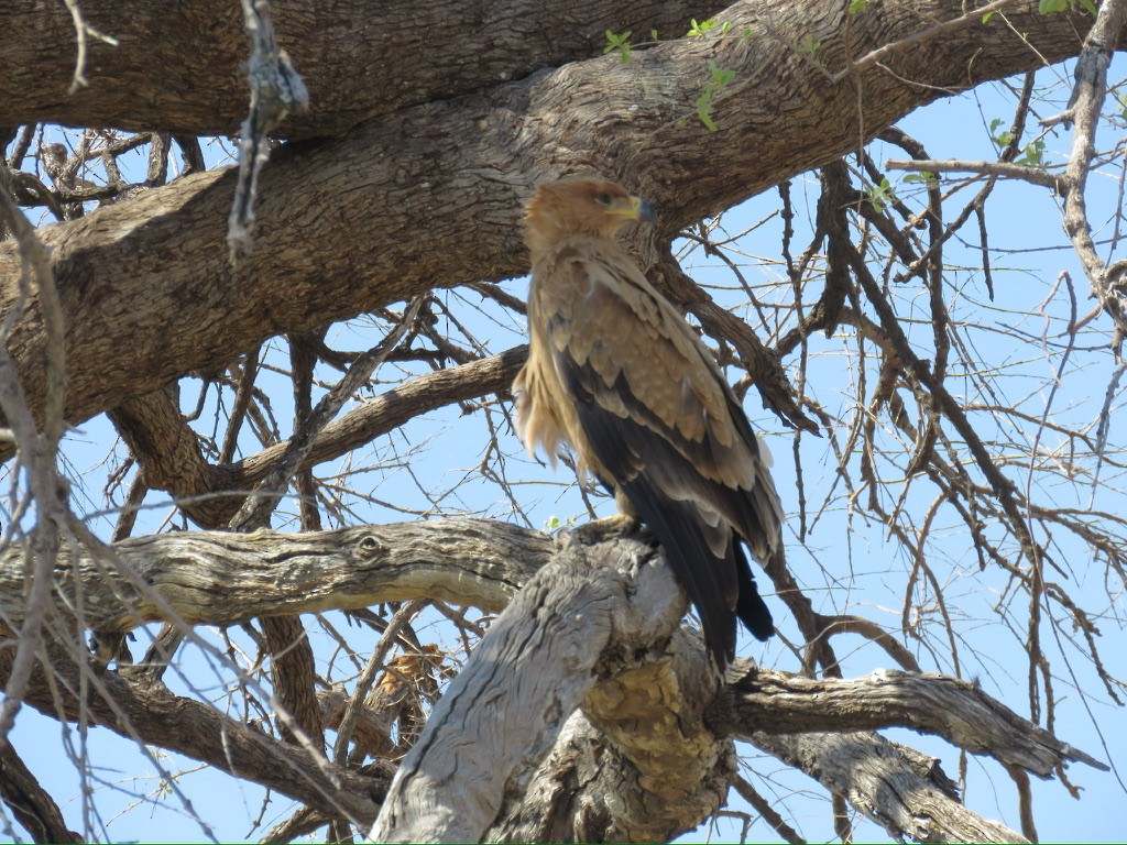 Tawny Eagle - ML643990475