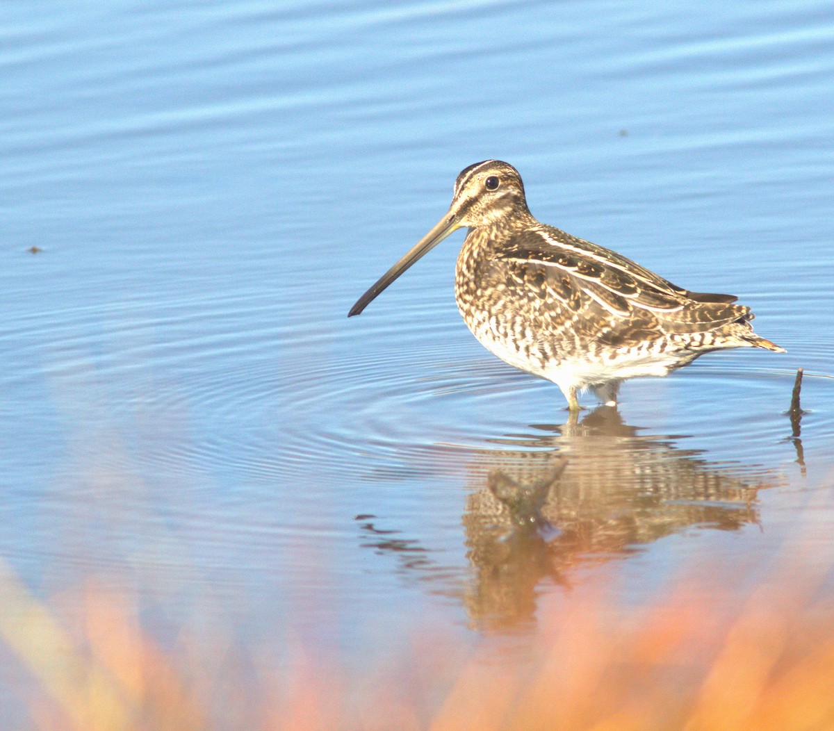Wilson's Snipe - ML643990478