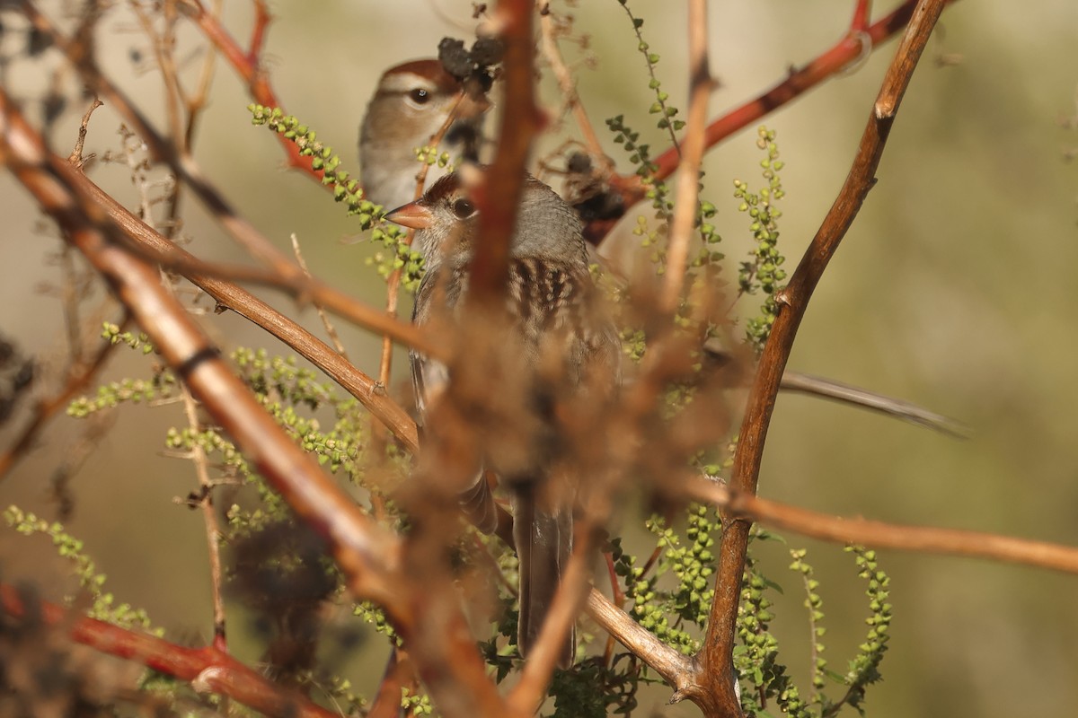 White-crowned Sparrow - ML643990485