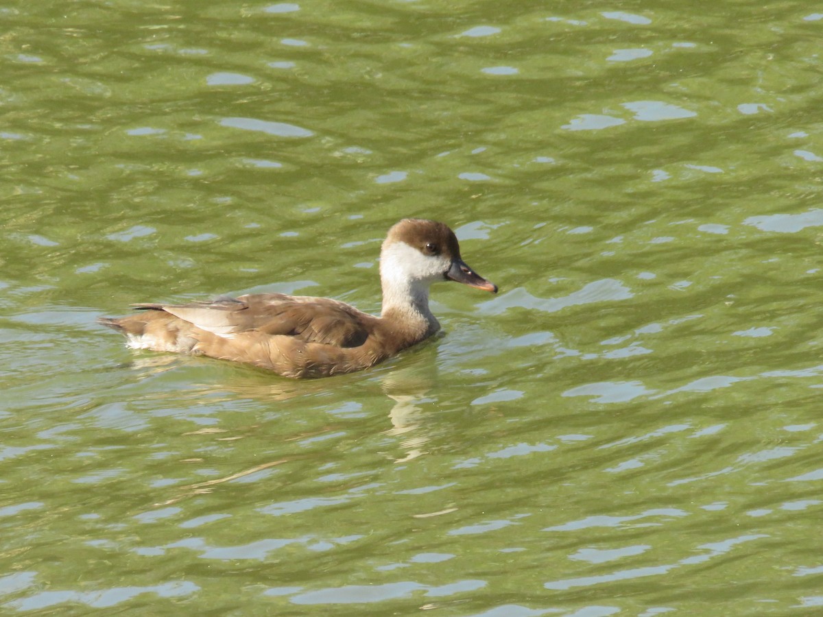 アカハシハジロ - ML643990487