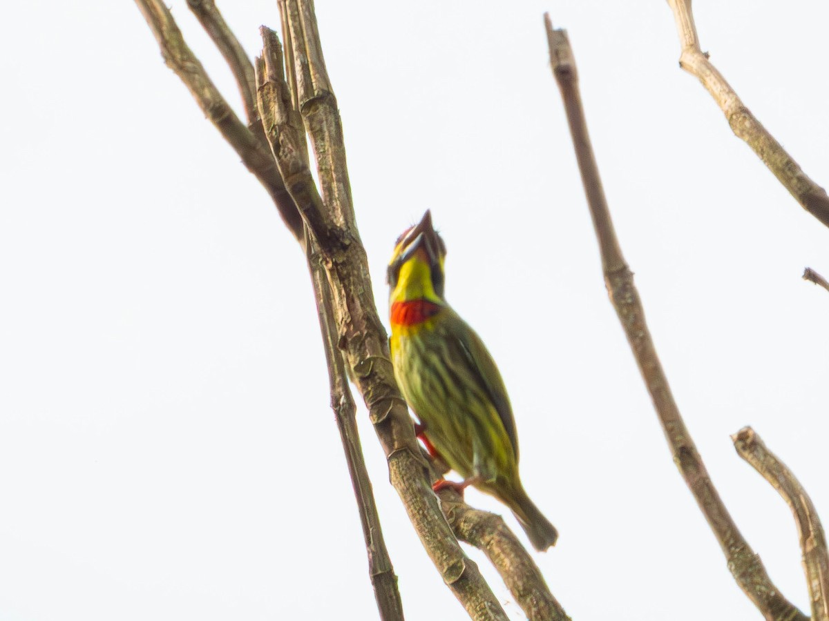 Coppersmith Barbet - ML643990491