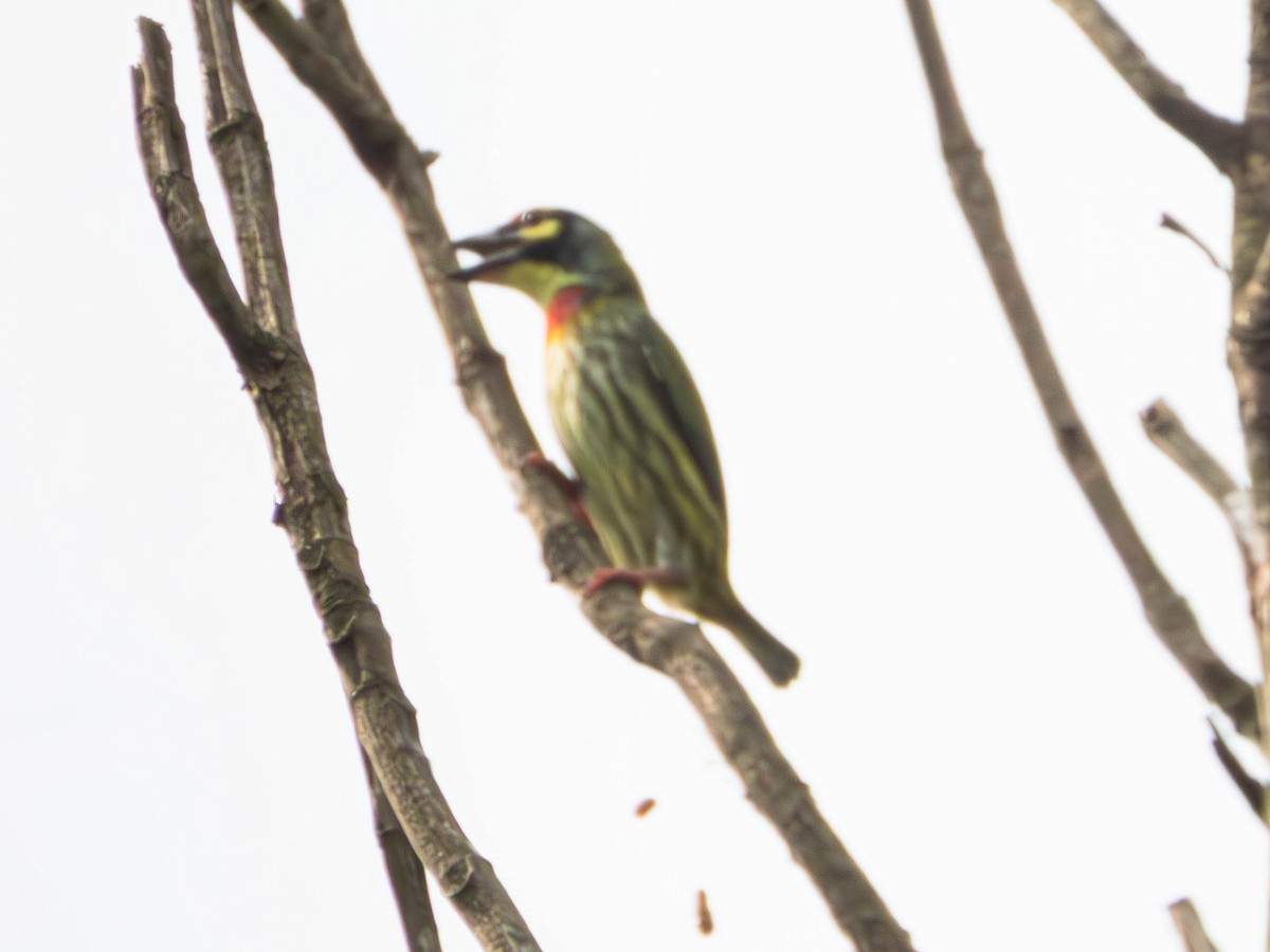 Coppersmith Barbet - ML643990492