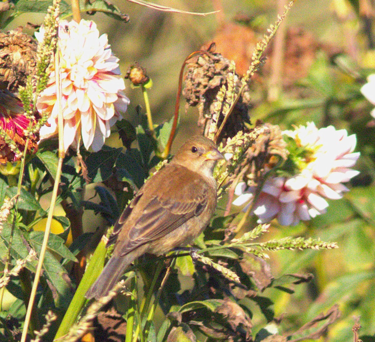 Indigo Bunting - ML643990516