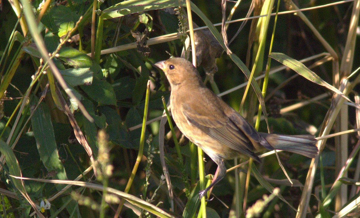 Indigo Bunting - ML643990517