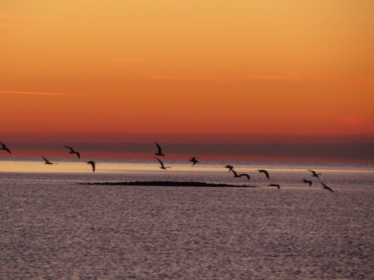 Black Skimmer - ML643990537
