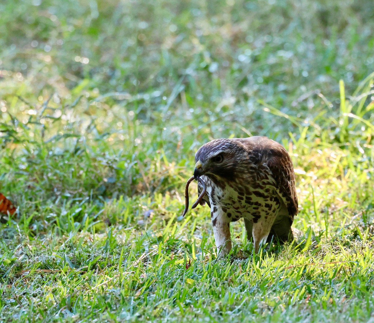 Red-shouldered Hawk - ML643990565