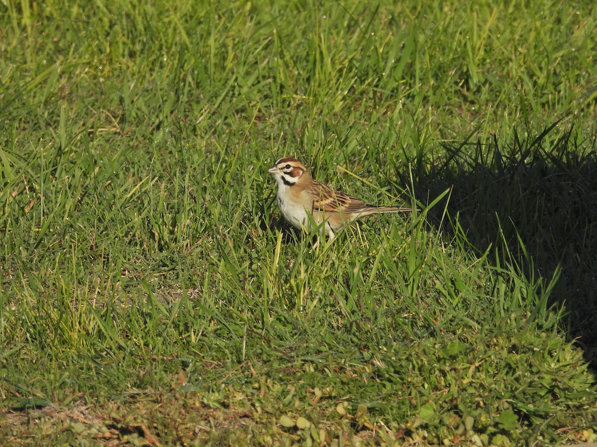 Lark Sparrow - ML643990568
