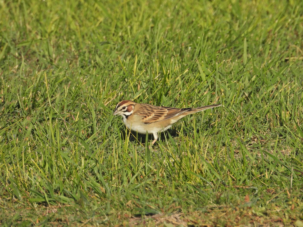 Lark Sparrow - ML643990569