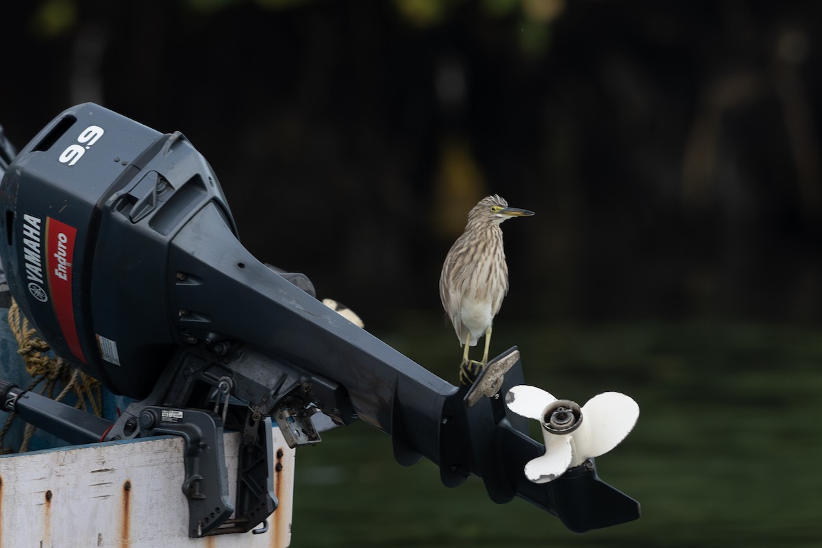 Indian Pond-Heron - ML643990571