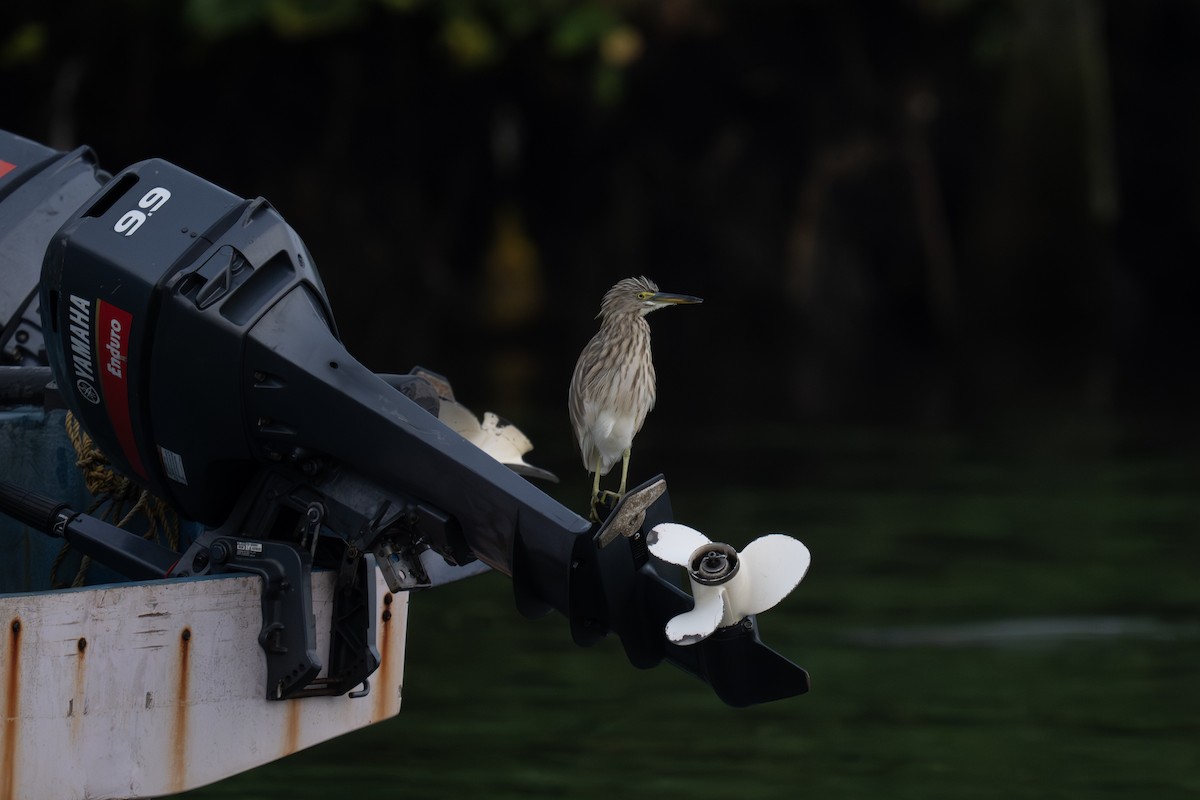 Indian Pond-Heron - ML643990572