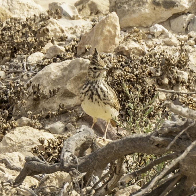 Thekla's Lark - ML643990597