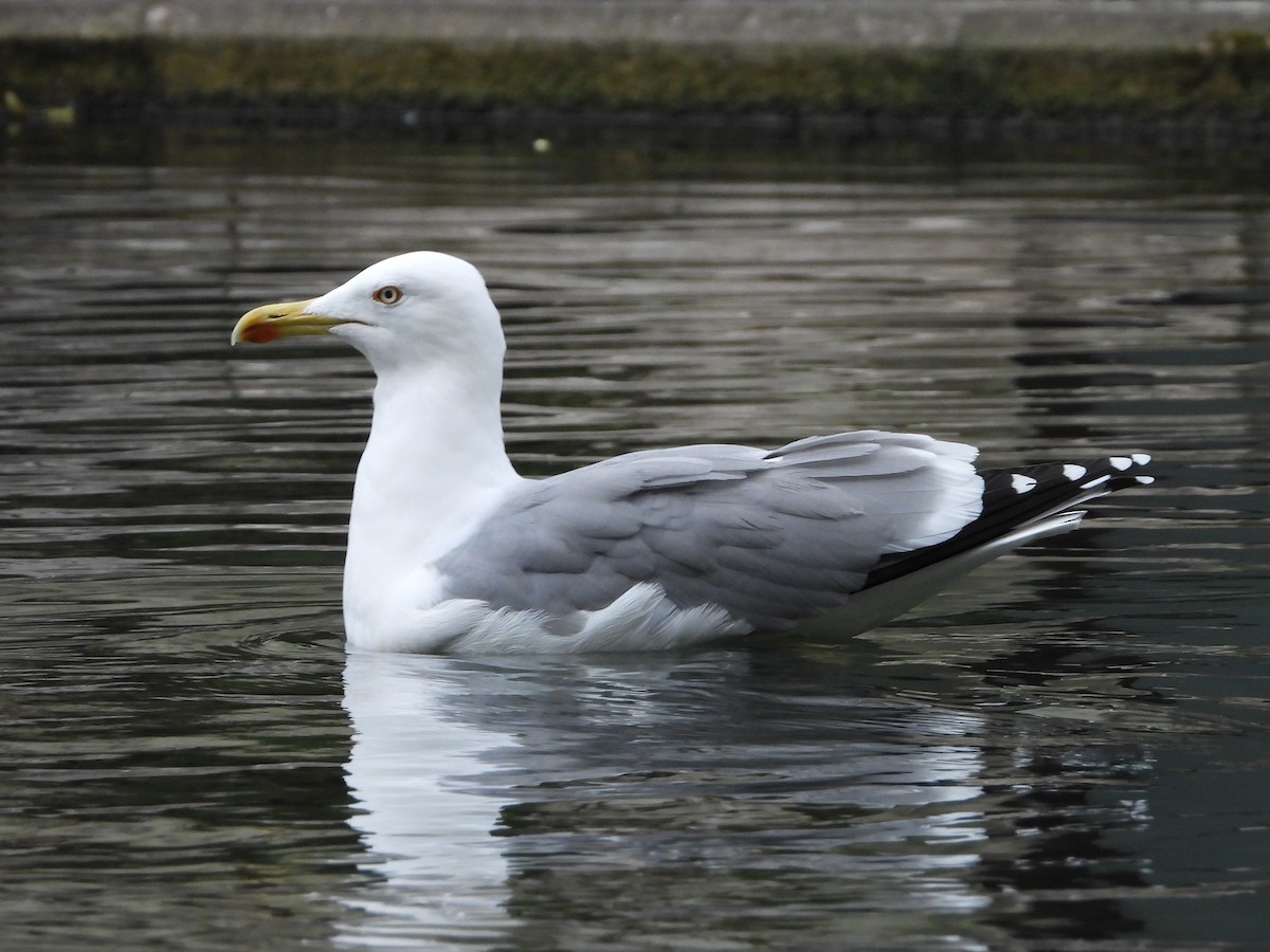 Yellow-legged Gull - ML643990614