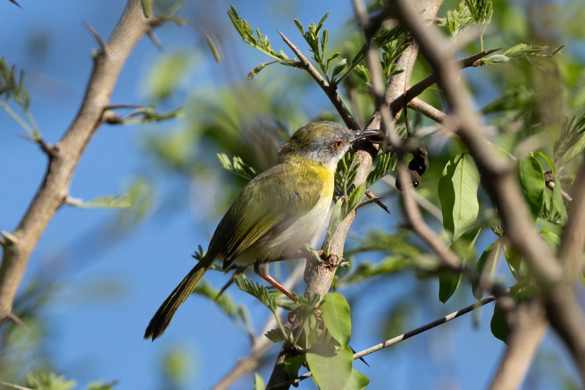 Желтогрудый апалис - ML643990628