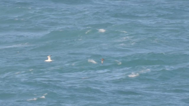 Gabai iluna - ML643990630