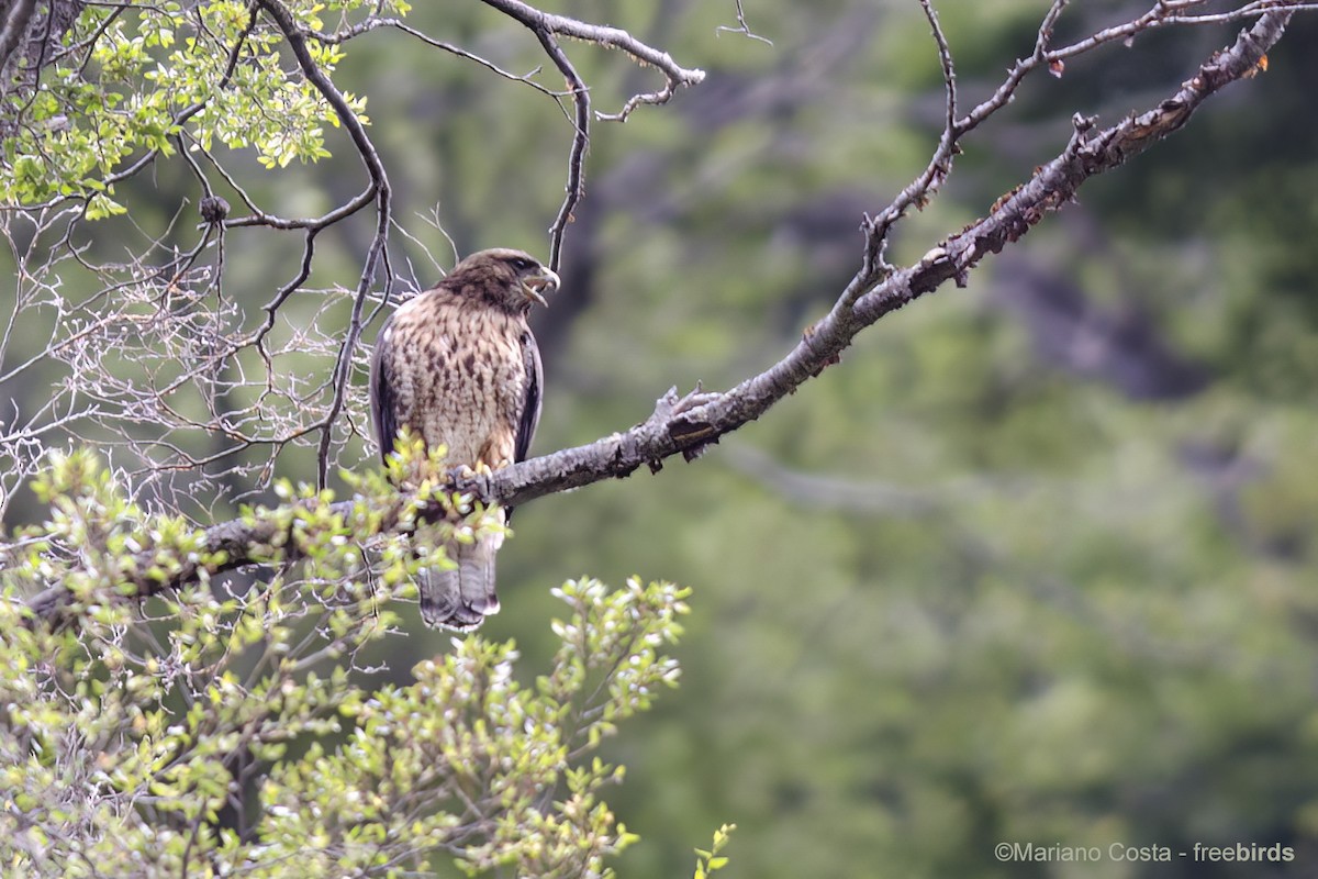 Rufous-tailed Hawk - ML643990632