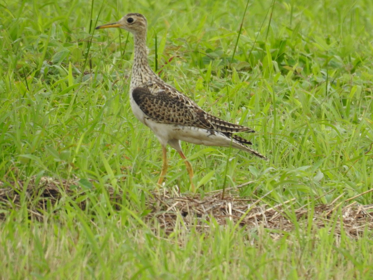 Upland Sandpiper - ML643990641