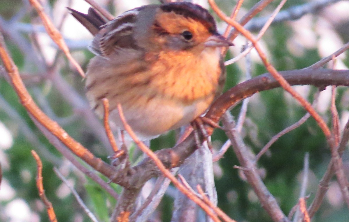 Nelson's Sparrow - ML643990651