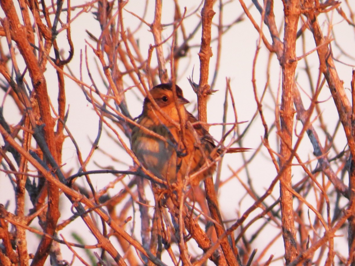 Nelson's Sparrow - ML643990653