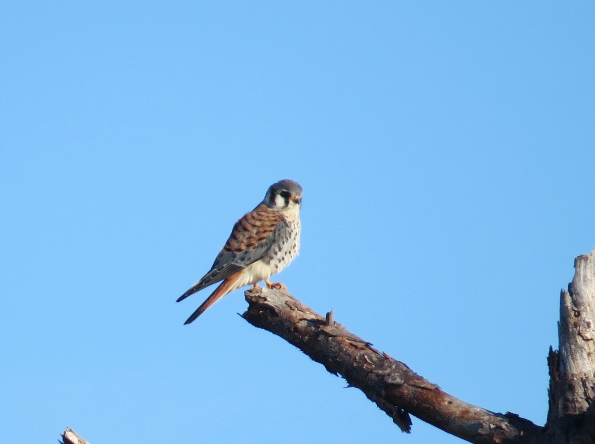 American Kestrel - ML643990666