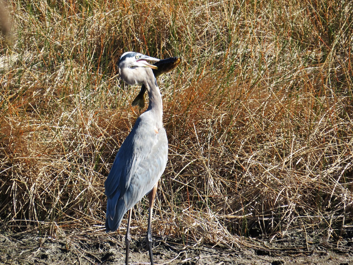 Great Blue Heron - ML643990675